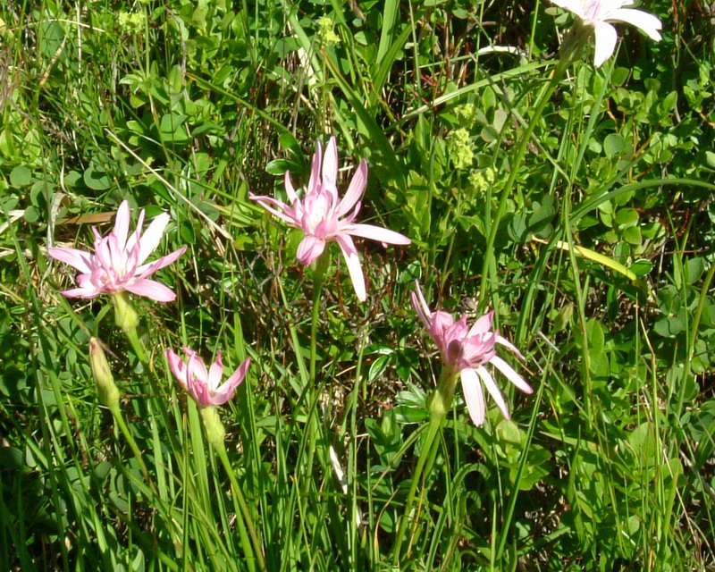 Scorzonera rosea / Scorzonera rosea